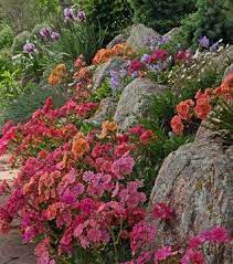 Plant Sale Frenzy Bring Some Color Into Your Life Beautiful Flowers Garden Rock Wall Gardens Plants