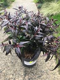 Image result for Strobilanthes anisophylla