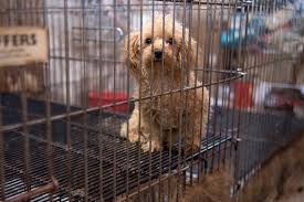 National mill dog rescue was established in february 2007, in honor of a forgiving little italian greyhound named lily. Usda Moves To Permanently Hide Animal Welfare Records On Puppy Mills Walking Horse Shows And Other Regulated Businesses A Humane World