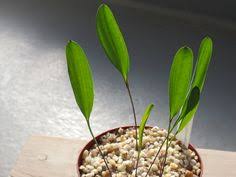 Image result for Eriospermum andongense