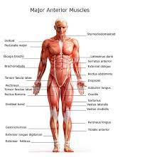 There are three different types of muscles in the body: Chart Of Major Muscles On The Front Of The Body With Labels