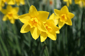 Narcissus Sweetness Plants Oak Leaf Gardening Narcissus Plant Narcissus Plants