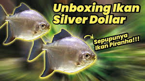 Ikan ini adalah salah satu jenis ikan air tawar yang biasa dipelihara di kalangan pecinta ikan. Ikan Silver Dollar Unboxing Ikan Silver Dollar Cocok Kah Jadi Ikan Tank Mate Youtube