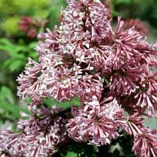 Image result for Syringa prestoniae
