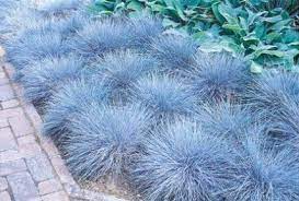 Gardening With Grasses Ornamental Grasses Ground Cover Plants Rock Garden
