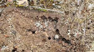 Fourmiliere interieure / fourmilière plantarium fourmi forest ant géante intérieure. Fourmiliere Des Fourmis Etant Coupe Tous Leurs Oeufs Sur Les Cavernes D Interieur Apres Avoir Ete Expose Banque De Videos Video Du Insecte Reproduction 92751620