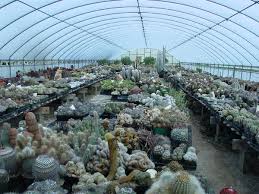 Where can you find cactus? Cactus Store Near Me