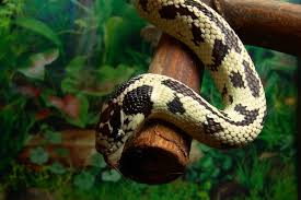 Base your pet snake's name on history, literature, or popular culture for a clever snake name suitable for snakes of. California Kingsnake Is This Stunning Snake Right For You Everything Reptiles