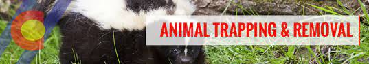 Animal control & wildlife removal denver, colorado. Wildlife Control Exclusion Call Our Denver Exterminators Colorado Pest Management
