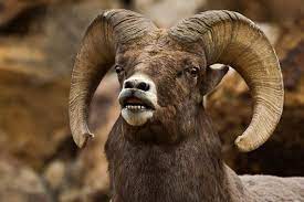 Ram Photography Print Ram Art Big Horn Sheep Art Ram Wall Decor Ram Photography Big Horn Sheep Photography Rob S Wildlife Sheep Photography Wildlife Photography Animal Photography