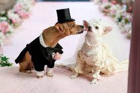 So Sweet Beverly Hills Chihuahua Dog Pictures Cute Dogs