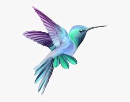 Orchid Drawing Hummingbird Pink And Purple Hummingbird Hd Png Download Is Free Transparent Png Image To Orchid Drawing Hummingbird Pictures Hummingbird Art