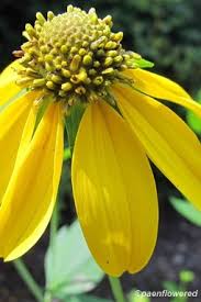 Image result for Launaea rogersii