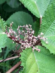 Image result for Urera