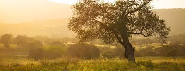 Ioc Celebrates 60th Anniversary And World Olive Day Olive Oil Times Country Roads World