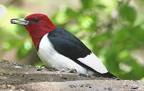 Ohio Bird Red Head Brown Body You Can T Miss The Red Headed Woodpecker With Its Vibrant Scarlet Head Learn How To Attract The Red Headed Woodpecker To Yo Bird Species Woodpecker Wild Birds