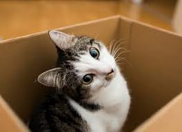 An indoor cat needs to be protected against diseases that can come in even if he does not go out. What Vaccines Does My Outdoor Cat Need Petmd
