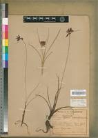 Image result for Pycreus nitidus