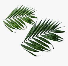 Unduh gambar gratis tentang daun hijau vektor dari perpustakaan pixabay yang sangat banyak berupa gambar gambar dan video. Daun Png Png Download Daun Png Transparent Png Transparent Png Image Pngitem