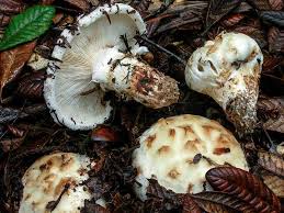 Image result for Micrargeriella