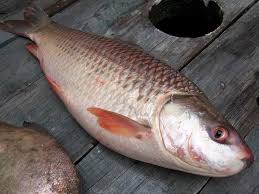 Seperti ikan laut yang lain, ikan kakap memiliki banyak manfaat untuk tubuh. Ikan Pacu Banyak Tulang Hybrid Art