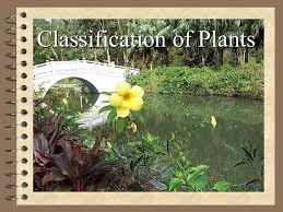Maybe you would like to learn more about one of these? Classification Of Plants Ppt Video Online Download