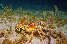 Florida spiny lobster is commercially harvested off the southern tip of florida and the florida keys. Spiny Lobster Season In Florida