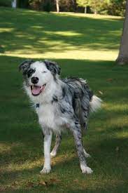 Pin On Blue Merle Collies