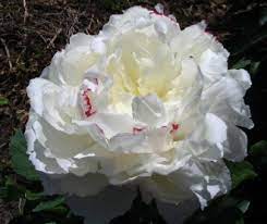 Peony 'boule de neige' (paeonia boule de neige) peonies are one of the many white peonies that have been grown at the peony nursery of peony shop holland. Paeonia