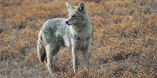 Coyote North Dakota Game And Fish Coyote Beautiful Creatures Mammals