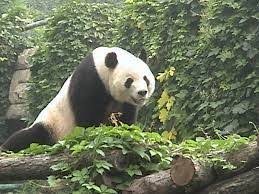 Frogs and toads), birds (such as macaws and bird of paradise) and last but not least mammals (such as tigers and sloths). At Home In The Tropical Rain Forest Www Glogster Com Rainforest Animals Tropical Rainforest Animals