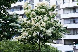 Japanese Tree Lilac Ivory Silk 20 25 X 15 20 Zone 3 8 Japanese Tree Deciduous Trees Syringa