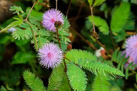 Sometimes called silk tree, the mimosa (albizia julibrissin) is a small, deciduous tree that grows outdoors in u.s. Mimosa Pudica Plants Buying Growing Guide Trees Com