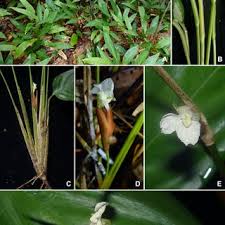 Image result for Halopegia