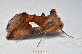 Image result for Autographa bractea