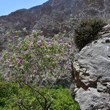 Image result for Eriosema monticola