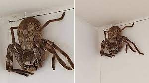 Die australische landmasse ist eine der ältesten auf der erde. Frau Entdeckt Eine Monster Spinne In Der Dusche