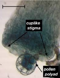 Image result for Pseudoprosopis