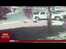 Super Cat Saves Boy From Dog Attack In California Bbc News Youtube