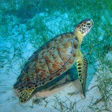 Scuba Diving In Montego Bay With Dressel Divers