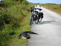 Bicycle rentals for use on the everglades bike trail at shark valley begin at 8:30 am and continue until 4 pm. Shark Valley Trail Everglades Fl Top 10 Biking E Z Map Link