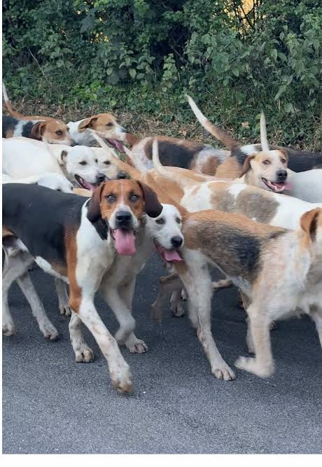 When you think it’s sheep….but it’s a pack of foxhounds at sunrise in the British countryside. #britishcountryside #england #foxhounds #britian #hunting