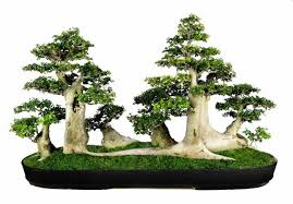Pohon Serut Streblus Asper Favorit Tanaman Bonsai Alamendah S Blog