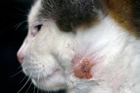 The condition can occur due to autoimmune disease; Cat Abscesses Causes Treatment Sydney Vet Specialists