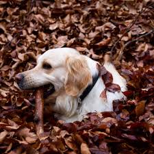 The ph of puppy shampoo matches the ph of a dog's eyes, meaning it won't irritate the dog's eyes as much if some gets into that area. Can I Use Human Shampoo On My Dog Groomers Blog