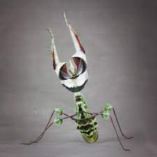 The exhausted bee left the mantis on a floating flower but planted a seed in the mantis's body before it died. Idolomantis Diabolica Mantids More Mantids More