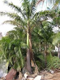 Image result for Roystonea oleracea