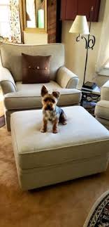 I recently bought a maltese/jap chin mix here for myself and he is great too! Family Pet Center 1527 Smith St North Providence Ri Pet Shops Mapquest