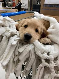 After months of being in the group and loving the pictures, my dream  finally came true and I got a Goldendoodle. She's the most precious thing,  such a good girl, and I'm