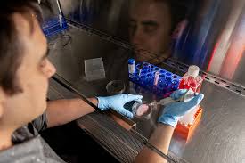 Inside the Innovative Lab Growing Mammal Tissue Using Plants as Scaffolds